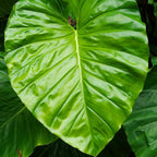 Elephant Ears Live Plant Giant 1–2ft Tall |Live Plant from Colocasia Esculenta | Huge Tropical Leaves | Easy to Grow Colocasia for Yard, Patio & Decorative Garden