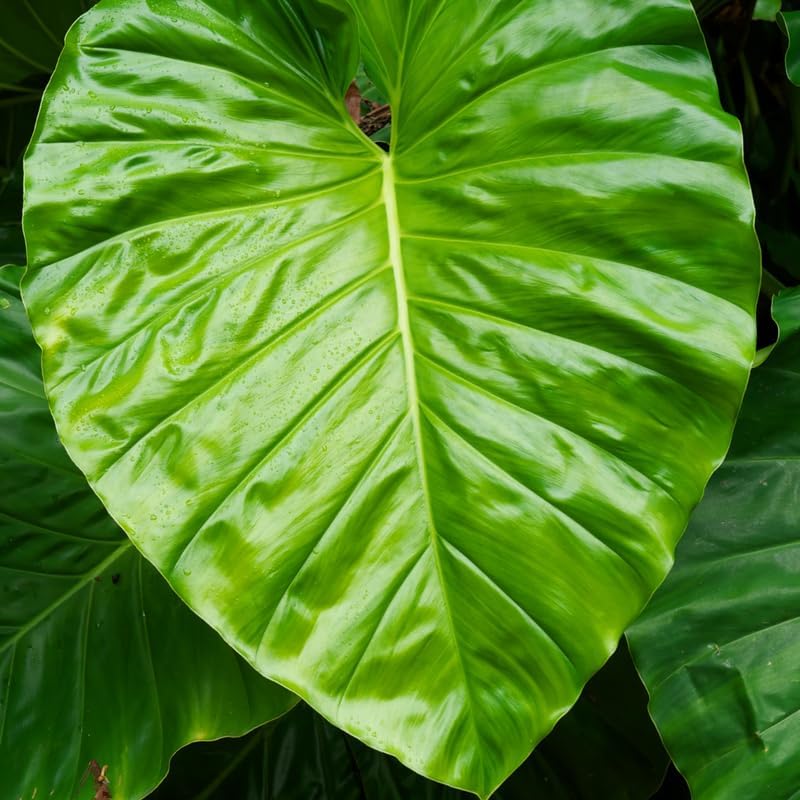 Elephant Ears Live Plant Giant 1–2ft Tall |Live Plant from Colocasia Esculenta | Huge Tropical Leaves | Easy to Grow Colocasia for Yard, Patio & Decorative Garden