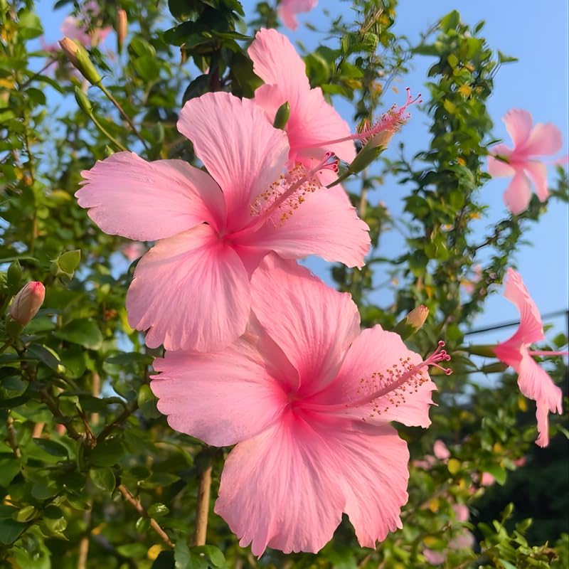 2 Pink Hibiscus Althea Live Plants for Planting | 12–18 Inch Tall | Pink Flowering Rose of Sharon Trees for Outdoor Gardens & Privacy Screens