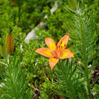 10 Wild Daylily Plants Live Roots, Fast Growing, Hardy Perennial Flowers, Ideal for Border Gardens, Beds & Outdoor Landscaping