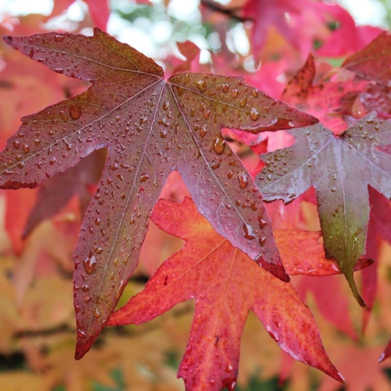 5 Live Sweet Gum Plants – 6–12 Inch Tall | Hardy Native Trees for Outdoor Planting | Fast-Growing Shade Trees