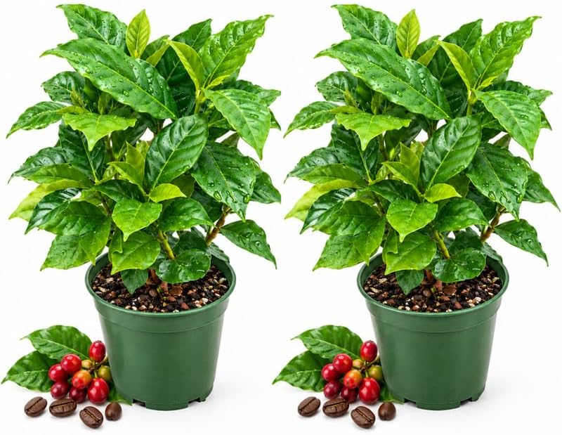 2 Arabica Coffee Plant, Coffee Bean Plants 4" Pot
