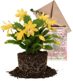 Yellow Christmas Cactus Live Plant | 3–4 Inch Tall Indoor Houseplant | Well-Rooted Holiday Cactus | Gift Story Card for Friends & Gift for New Home