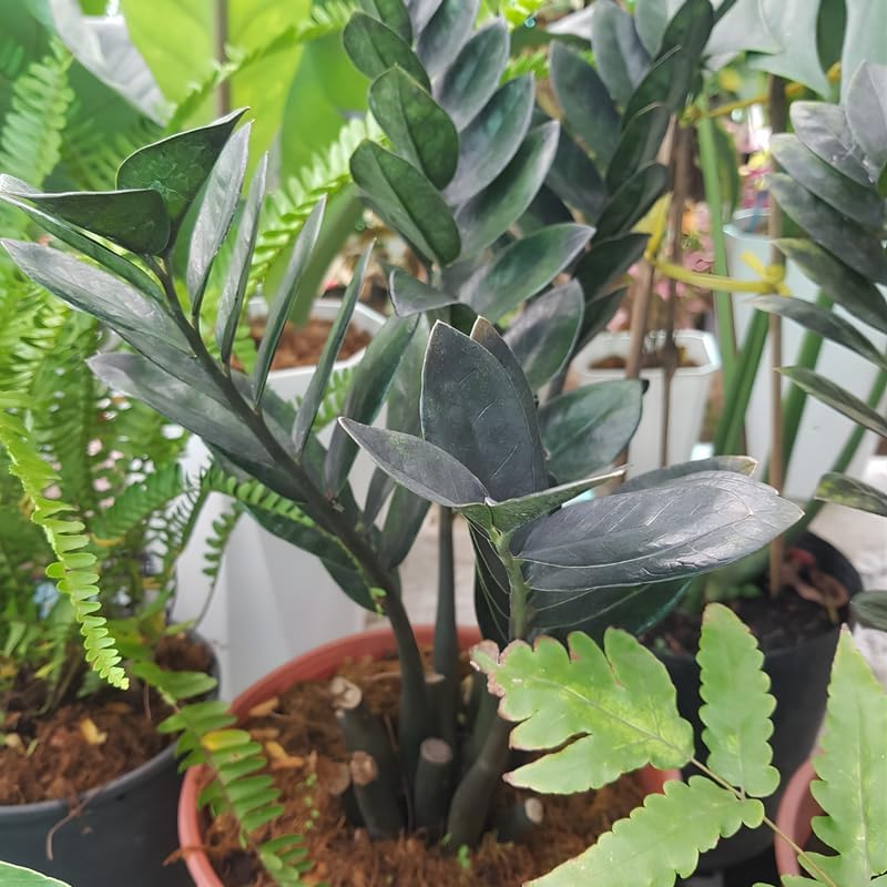 Black ZZ Plant Live in 6’’ Inch Pot | ZZ Plants Live House Plants with Rich Dark Leaves | Low-Maintenance Indoor Plant with Striking Dark Foliage | Perfect for Desks, Shelves & Living Spaces.