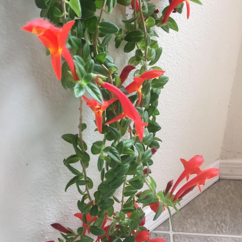 Live Goldfish Cactus Plant (Columnea Long Leaf) 4-6 Inch Tall | Long Leaf Variety, Flowering Trailing Plant Suitable for Gifts & Ideal for Home Interiors