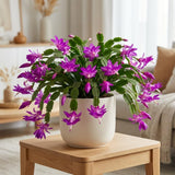 2 Purple Christmas Cactus Live Plant, 5-6 Inch Tall, Easy to Care Indoor Winter Houseplant for Office Desk and Patio Decor, Vigorous Live Holiday Plant