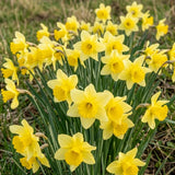 100 Wild Daffodil Bulbs, Well-Rooted Buttercup Bulbs, Vigorous Growth Habit with Showy Trumpet Blossoms for Home Landscapes