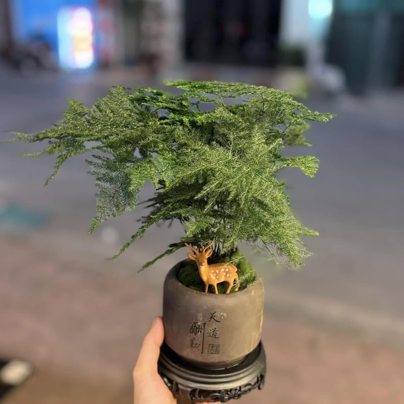 Asparagus Fern Live Indoor Plant in 4’’ Inch Pot | Airy, Fine-Texture Asparagus Setaceus | Elegant Decorative Houseplant for Home, Office & Living Spaces
