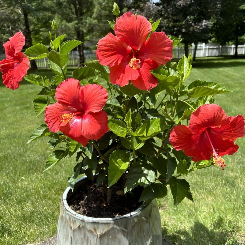 2 Red Althea Live Plants (Rose of Sharon) | 12–18 Inch Tall Flowering Trees | Red-Flowering Hibiscus Shrubs for Outdoor Planting, Landscaping & Garden Beds