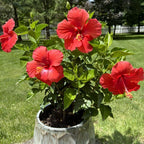 2 Red Althea Live Plants (Rose of Sharon) | 12–18 Inch Tall Flowering Trees | Red-Flowering Hibiscus Shrubs for Outdoor Planting, Landscaping & Garden Beds