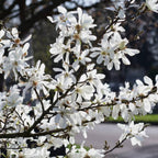 2 Ann Magnolia Tree, 12-18 Inch Tall in 2.5 Inch Pot, Vigorous Spring Bloomer for Sunny Backyard Landscapes, Fragrant Flower Tree