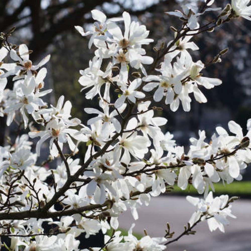 2 Ann Magnolia Tree, 12-18 Inch Tall in 2.5 Inch Pot, Vigorous Spring Bloomer for Sunny Backyard Landscapes, Fragrant Flower Tree
