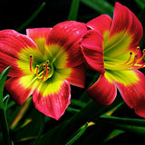 3 Red Volunteer Daylily Plants Live Bare Root Fans, Low Maintenance, Hardy Perennial Flowers, Ideal for Border Gardens, Beds & Outdoor Landscaping