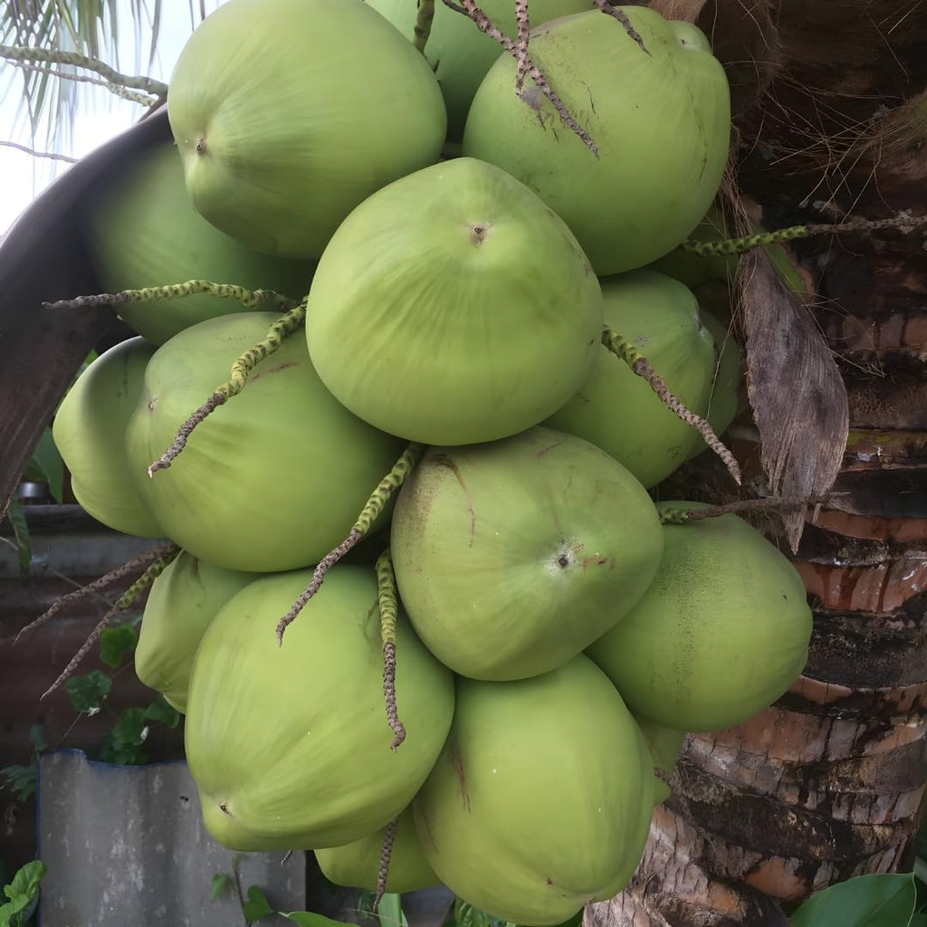 Green Coconut Tree for Planting | 2.5–3 Ft Live Potted Tropical Tree | Sweet Edible Coconuts for Home Gardens, Patios & Containers | No Ship to CA,HI,AK