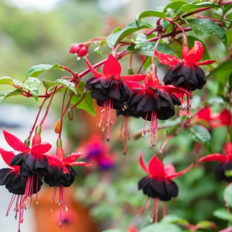 Fuchsia Plants Live, Double Red Fuchsia, 6-12 Inch Tall, Marinka Variety, Fast Growing Deciduous Flowering Shrub, Well-Rooted Plant