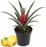 Pineapple Plant, 6" Pot, High-Vigor Low Maintenance Fruit Bush for Sunny Patios, Robust Sword-Like Green Foliage