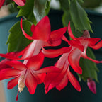 Exotic Red Christmas Cactus Plant Live| 4 to 7 Inch Tall Potted Indoor Decorative Plant for Home & Office | Live Christmas Cactus Plants Houseplants | Christmas Hanging Baskets for Outdoors