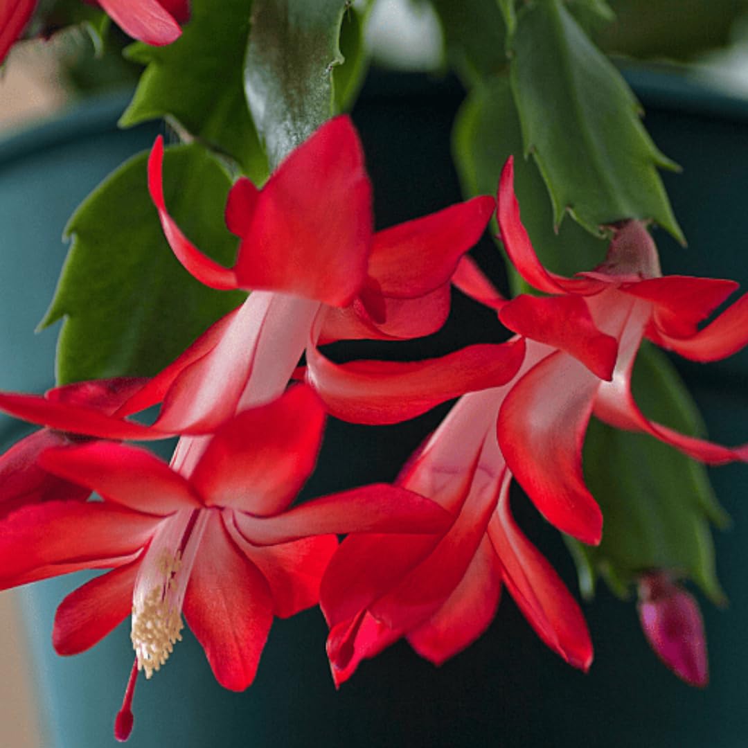 Exotic Red Christmas Cactus Plant Live| 4 to 7 Inch Tall Potted Indoor Decorative Plant for Home & Office | Live Christmas Cactus Plants Houseplants | Christmas Hanging Baskets for Outdoors