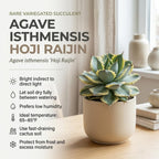2 Live Succulent Plant, Variegated Agave in 4 Inch Pot, Dwarf Agave Isthmensis Plant for Living Rooms & Patio, Easy to Care Drought Tolerant Decor