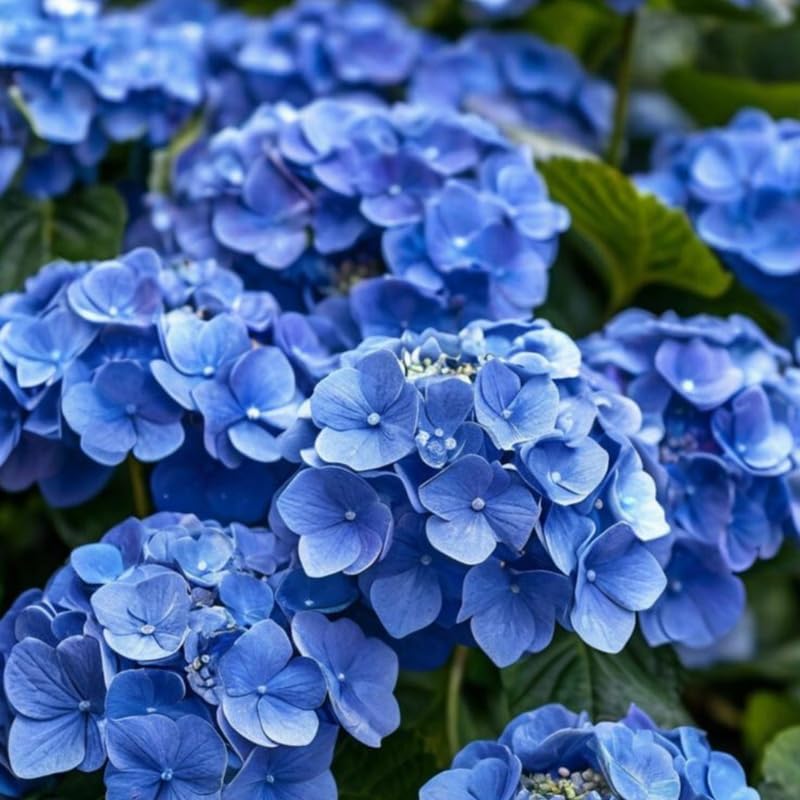 2 Blue Hydrangea Tree Live Plants | 6-18 Inch Bare Root Seedlings | Low Maintenance Flowering Shrub | Well-Rooted Plants for Garden