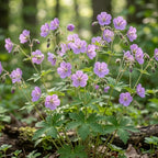 10 Wild Geranium Roots, Geranium Maculatum, Lavender Pink Flowering Perennial for Shady Garden Borders, Cold-Hardy Flower for Woodland Landscapes