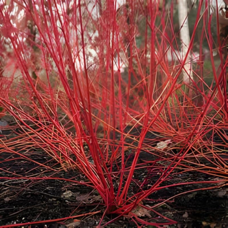10 Red Osier Dogwood Tree Live Plant | 1-2ft Bare Root Seedlings | Low Maintenance Native Shrub | Well-Rooted Plant for Rain Gardens and Borders