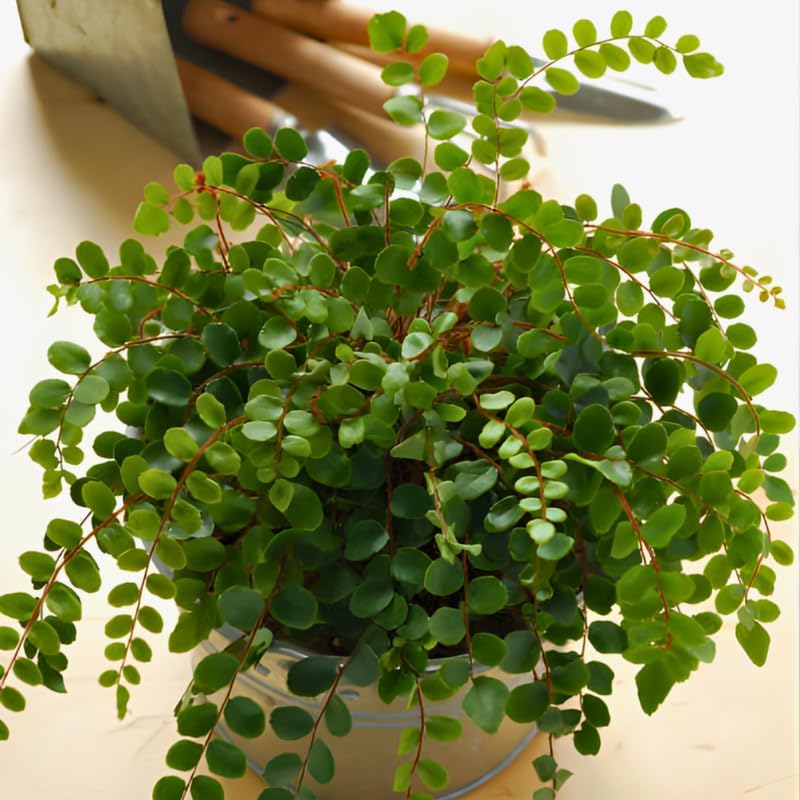 2 Button Fern Live Plant, Live Fern Plants in 2 Inch Pot, Air-Purifying, Low Maintenance, Perfect for Home and Office Décor, Easy to Care
