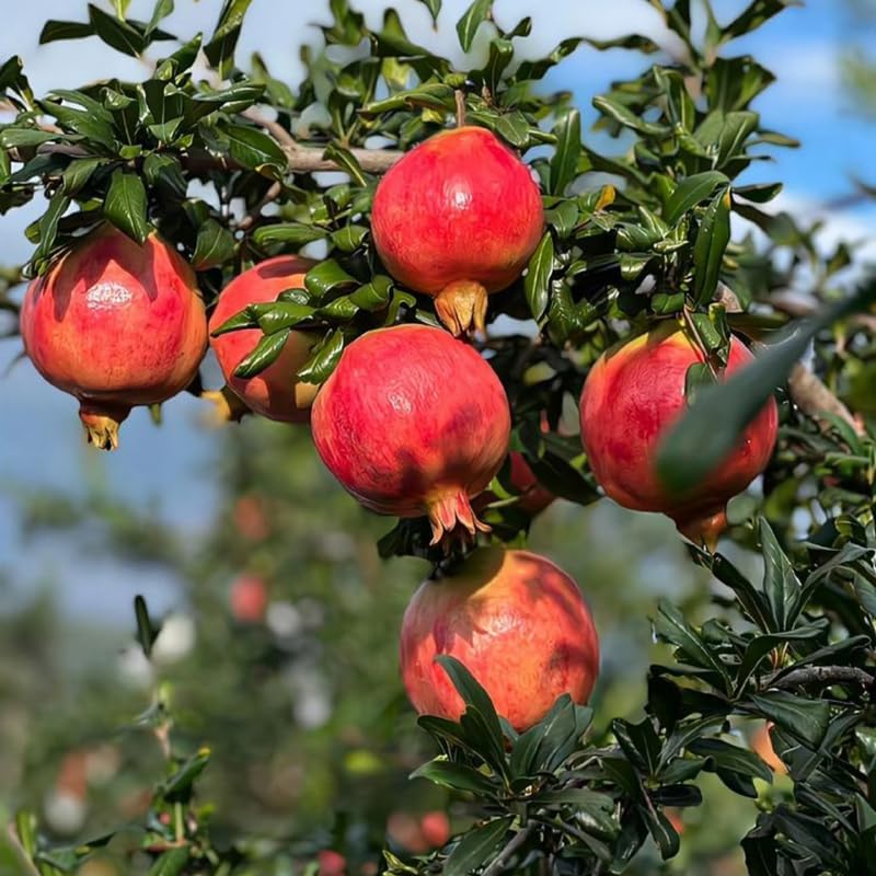 Live Pomegranate Tree Plant in 4 Inch Pot | Pomegranate Plant Live for Planting | Hardy, Fast-Growing Fruit Tree for Home Gardens, Outdoor Beds & Edible Landscapes