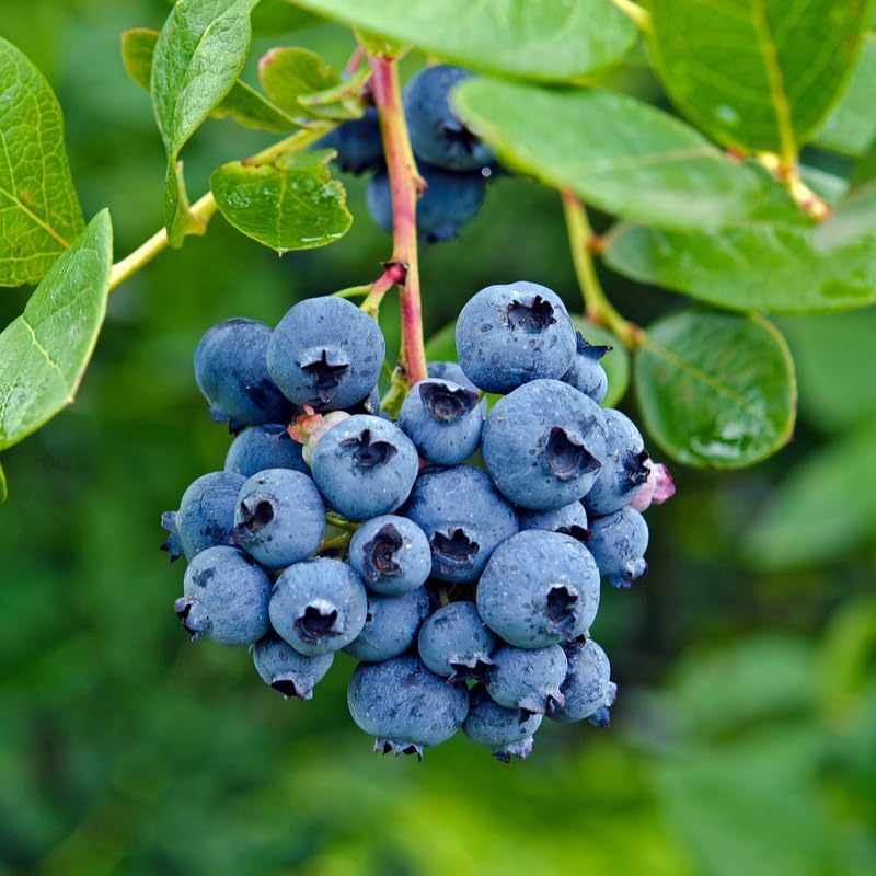 (No Ship to CA,HI,AK) Brightwell Blueberry Trees Live Plants, 1-2 Feet Tall (1 Gal Pot) - Sweet Blue Berries Live Plants for Planting Indoor Outdoor