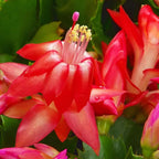 Exotic Red Christmas Cactus Plant Live| 4 to 7 Inch Tall Potted Indoor Decorative Plant for Home & Office | Live Christmas Cactus Plants Houseplants | Christmas Hanging Baskets for Outdoors