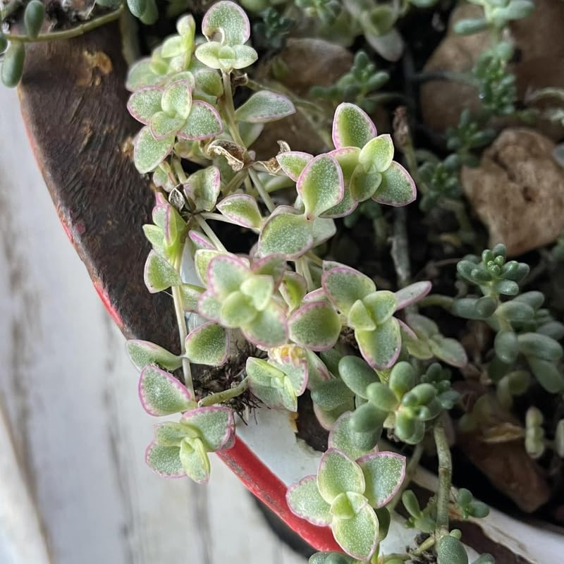 Large Pink Calico Kitten Succulent Live in 6 Inch Pot | Full Pink-Variegated Trailing Crassula | Ideal for Sunlit Corners, Living Rooms, and Patio Styling