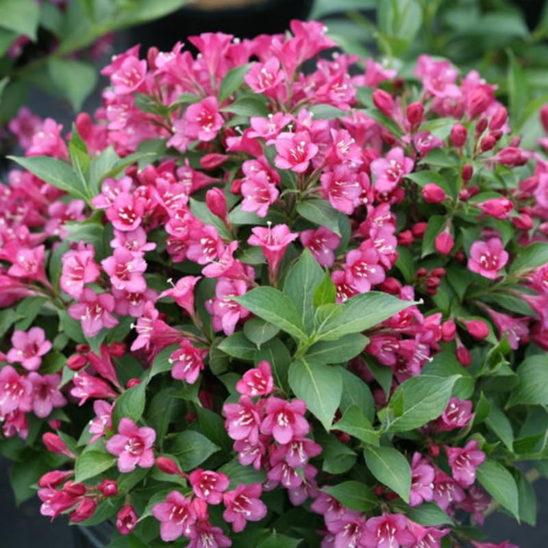 2 Pink Weigela Bush - 12-24" Rooted Cuttings | Cold-Hardy Flowering Shrub | Robust Well-Rooted Plants for Garden