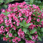 2 Pink Weigela Bush - 12-24" Rooted Cuttings | Cold-Hardy Flowering Shrub | Robust Well-Rooted Plants for Garden