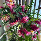 RIC Rac Cactus Live Plant in 4" Inch Pot | Low-Maintenance Indoor Cactus for Shelves and Hanging Displays | Beautiful Gift for Plant Lovers