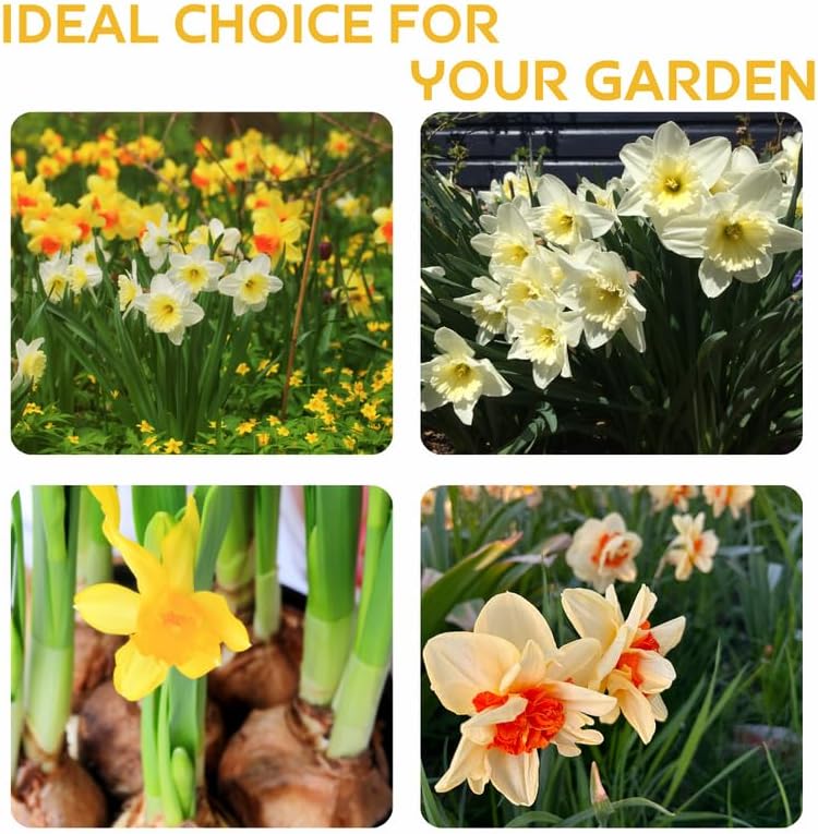 10 Daffodil Bulbs for Planting, Mixed Double Daffodil Bulbs, Easy to Grow Flower Bulbs for Garden Beds and Outdoor Landscaping