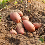 4 Lbs Red Potato Seeds for Planting Outdoors, Heirloom Seed Potatoes, Non GMO Vegetable Seeds