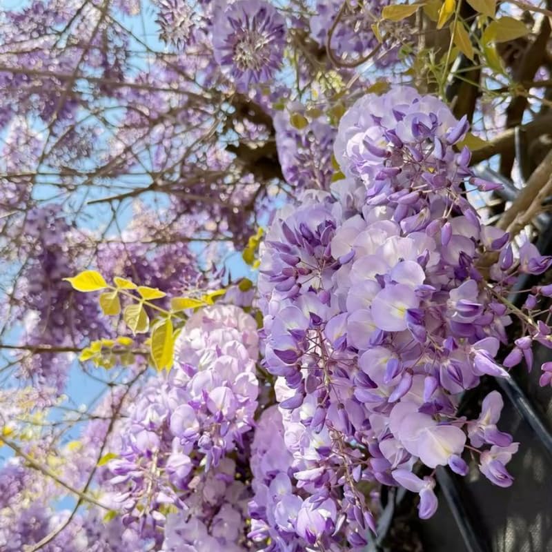5 Purple Wisteria Live Plant 12-24 Inch, Amethyst Wisteria with Purple Blooms, Fast-Growing Fragrant Flowering Vine, Perfect for Home Décor & Garden Entrances
