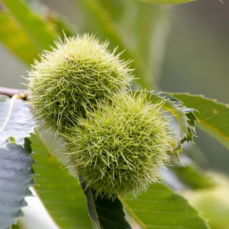 2 Chinese Chestnut Tree for Planting – 2–3 Ft Tall Live Fruit Tree | Edible Chestnut Producer | Hardy, Fast-Growing Nut Tree for Yards
