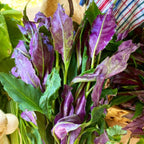 4 Live Okinawa Spinach Plant, 12-24" Tall Bare Root, Easy to Grow Edible Greenery, Two-Tone Purple and Green Leaf Plant for Backyard and Patio