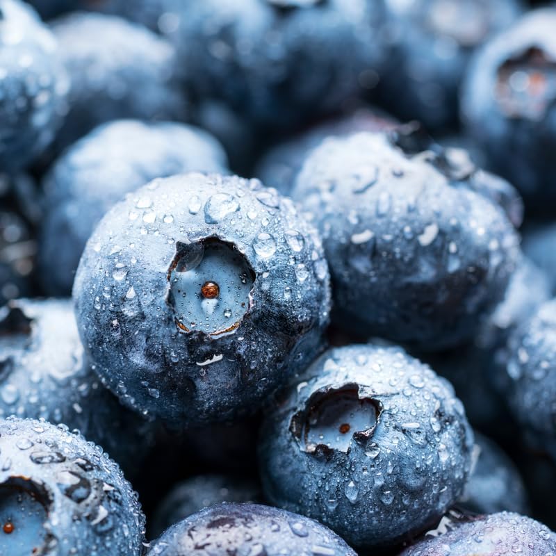 (No Ship to CA, HI, AK) Blueberries Tree Live Plants, 1-2 Feet Tall (1 Gal Pot) - Sweet Blue Berries Live Plants for Planting Outdoor