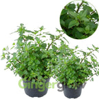 2 Chocolate Mint Plant, 3" Pot, Fresh Herb Plants Live, Mint Plants for Inside Windowsills or Outdoor Garden Beds