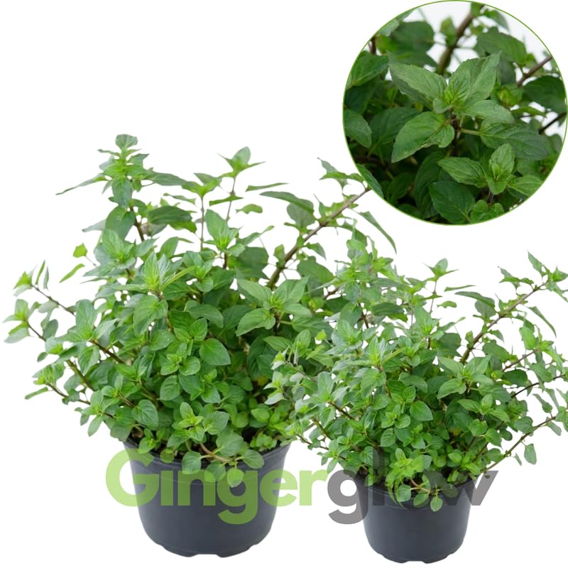 2 Spearmint Plant, 3" Pot, Fresh Herb Plants Live, Mint Plants for Inside Windowsills or Outdoor Garden Beds