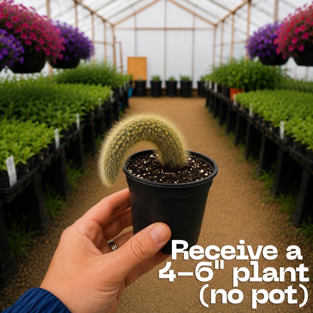 Monkey Tail Cactus Live Plant, 4-7 Inc Tall, Hanging Succulent Plants Live, Rare Succulents Live Plants