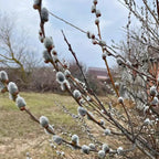 3 Pussy Willow Plant Live, French Pussy Willows for Garden Growing, 12-24 Inch Tall Dormant Trees, Suitable for Yard Planting and Decorative Use