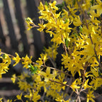 2 Lynwood Gold Forsythia Live Shrubs | Lynwood Gold Forsythia Bush Plants | 1–2 Feet Tall Dormant Bare Root Plants | Great for Garden Borders and Landscape Design
