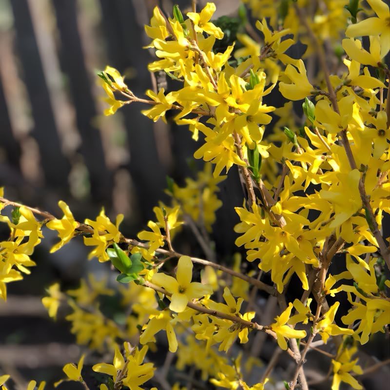 2 Lynwood Gold Forsythia Live Shrubs | Lynwood Gold Forsythia Bush Plants | 1–2 Feet Tall Dormant Bare Root Plants | Great for Garden Borders and Landscape Design