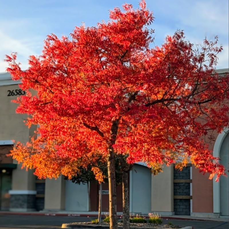 2 Chinese Pistache Tree Live Plants | 1-2ft Bare Root Seedlings | Fast-Growing Deciduous Ornamental Trees & Low Maintenance