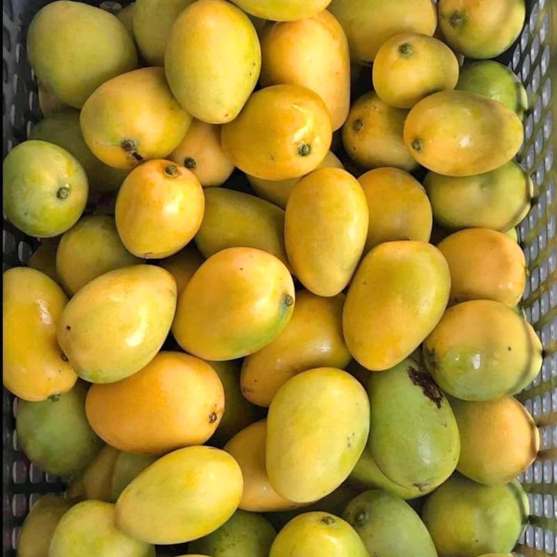 Sweet Carrie Mango Tree Live Plant | 2.5–3 Ft Tall | Tropical Mango Variety for Backyard Growing, Patio Spaces & Home Gardens | No Ship CA, HI, AK