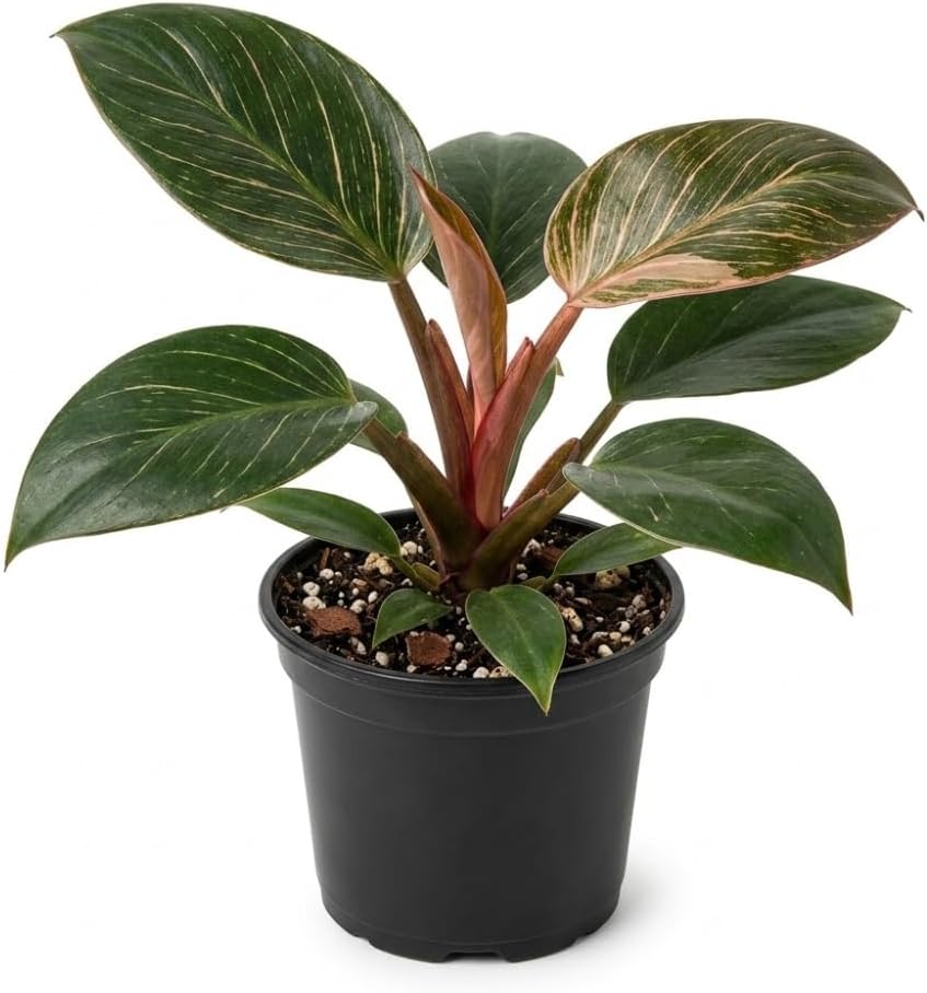 Pink Princess Philodendron Live Plant, 4" Pot, Vigorous Tropical Houseplant with Bright Pink Foliage for Living Rooms & Shelves, Easy to Care