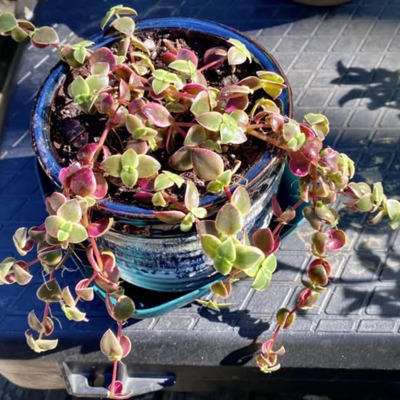 Calico Kitten Live Succulent in 4 Inch Pot | Colorful Variegated Crassula | Perfect Accent for Tabletop Arrangements and Small Interior Styling